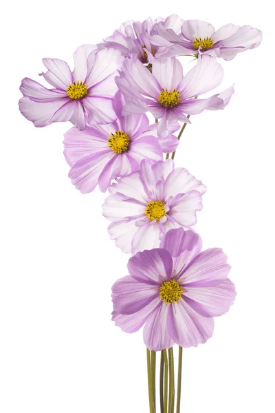 Cosmos flower isolated — Stock Photo, Image