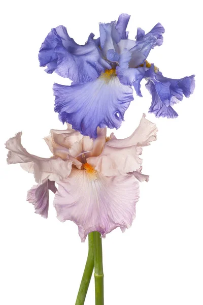 Fiori di iris isolati — Foto Stock