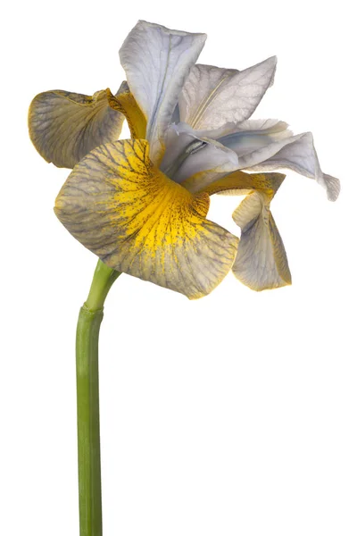 Iris Flor aislada — Foto de Stock