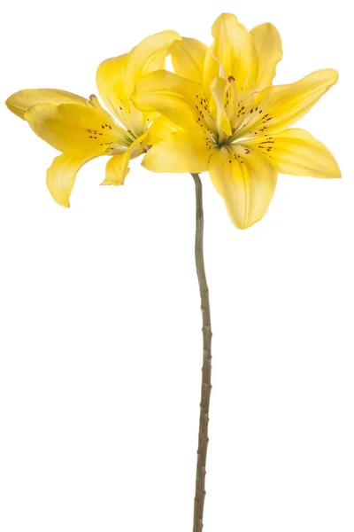 Zambak çiçeği soyutlanmış — Stok fotoğraf
