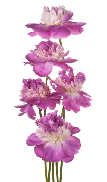 Peonia fiore isolato — Foto Stock