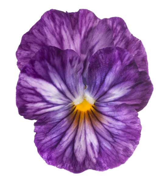 Fiore pansy isolato — Foto Stock