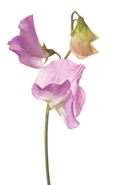 Flor de ervilha doce isolada — Fotografia de Stock