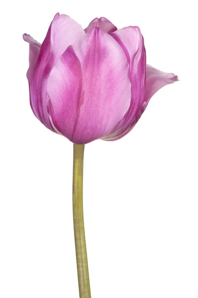 Fleurs de tulipes isolées — Photo