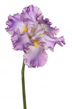 izole iris çiçeği