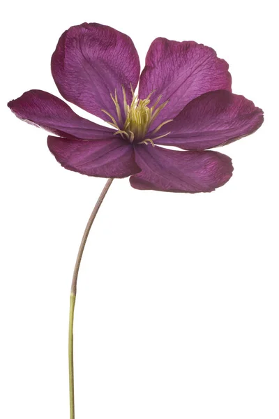 Fiore della clematide isolato — Foto Stock