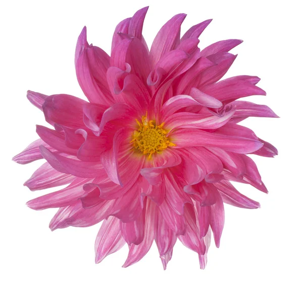 Dahlia flower isolated — Stock Photo, Image