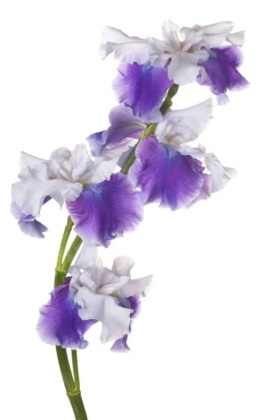 Iris fiore isolato — Foto Stock