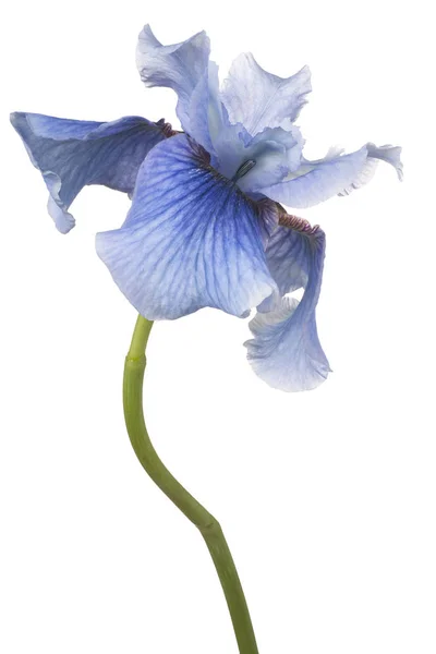 Iris bloem geïsoleerd — Stockfoto