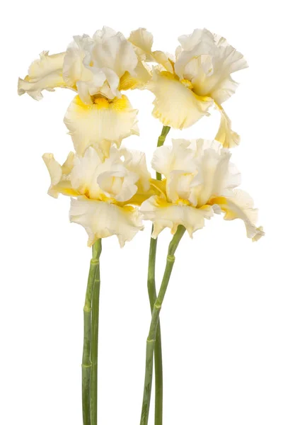 Fiori di iris isolati — Foto Stock
