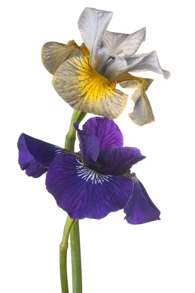 Iris fleurs isolées — Photo