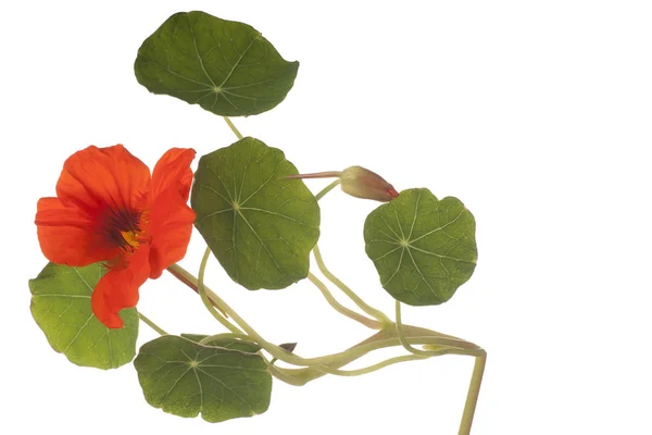 Nasturtium flower isolated — Stock Photo, Image