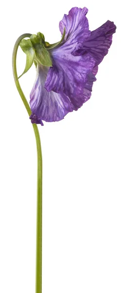 Pansy цветок изолирован — стоковое фото