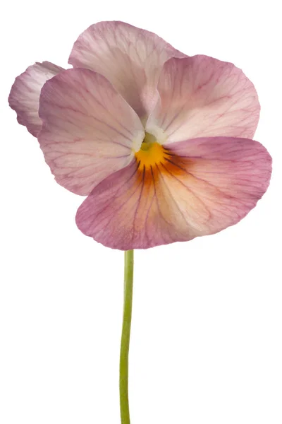 Fiore pansy isolato — Foto Stock