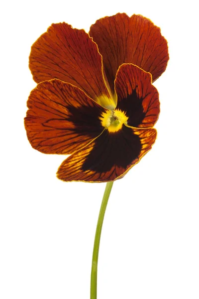 Fiore pansy isolato — Foto Stock