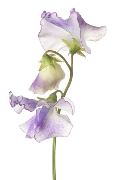 Groszek pachnący kwiat na białym tle — Zdjęcie stockowe