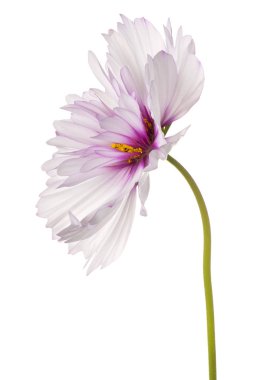 İzole cosmos çiçek