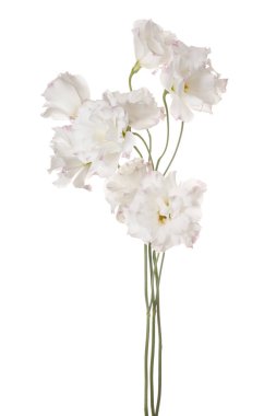 izole eustoma çiçek