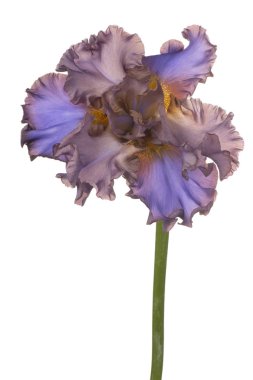 izole iris çiçeği