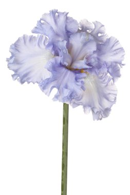 izole iris çiçeği