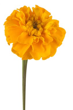 izole kadife çiçeği çiçek