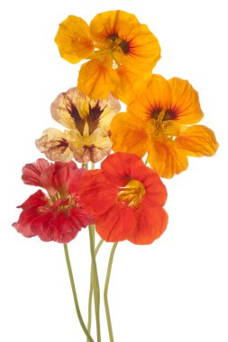 izole nasturtium çiçek