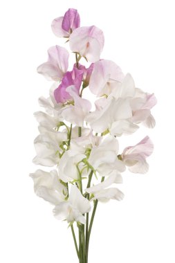 tatlı bezelyem çiçek izole