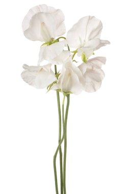 tatlı bezelyem çiçek izole