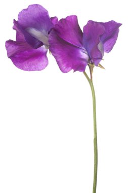 tatlı bezelyem çiçek izole