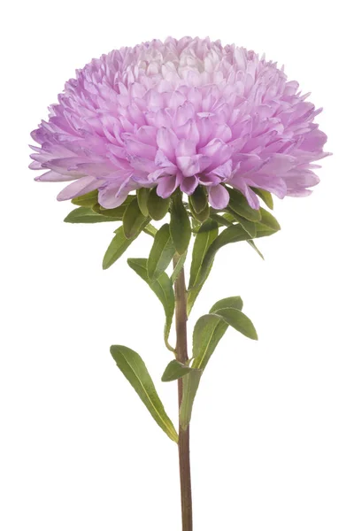 Flores de China aster —  Fotos de Stock