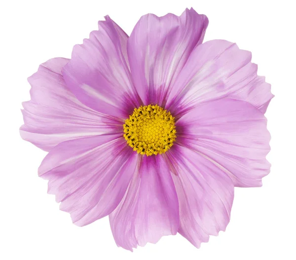 İzole cosmos çiçek