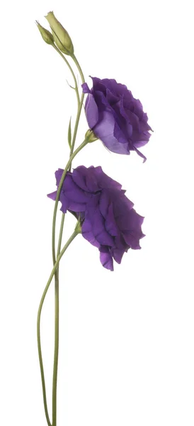 Fiore di eustoma isolato — Foto Stock