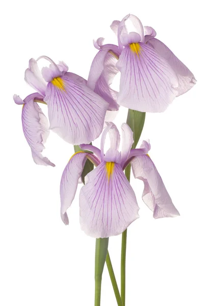 Iris flowers isolated — Stock Photo, Image