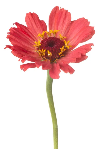 Zinnia flor isolada — Fotografia de Stock