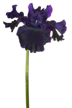 izole iris çiçeği