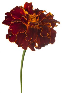 izole kadife çiçeği çiçek