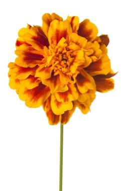 izole kadife çiçeği çiçek