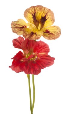 izole nasturtium çiçek