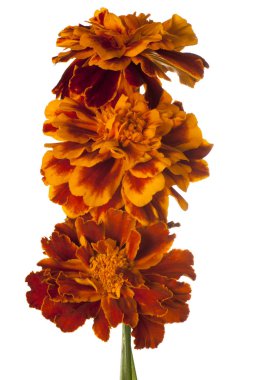 izole kadife çiçeği çiçek