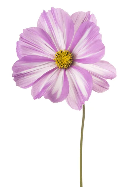 Flor cosmos isolado — Fotografia de Stock