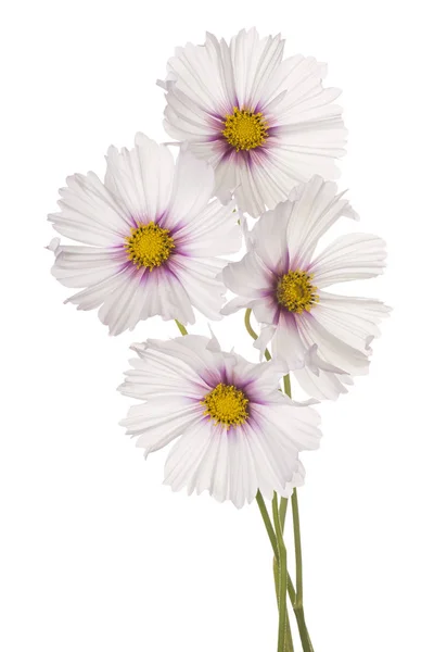 Cosmos Fiore isolato — Foto Stock