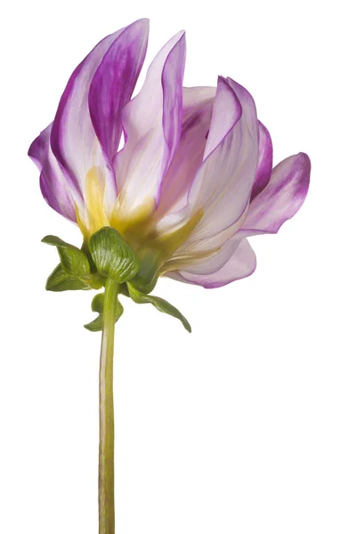 Flor de dalia aislada —  Fotos de Stock