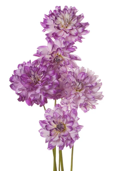 Dahlia fiore isolato — Foto Stock