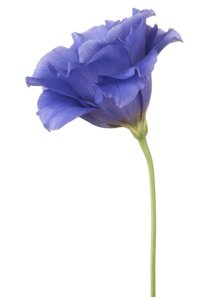 Eustoma-Blüte isoliert — Stockfoto