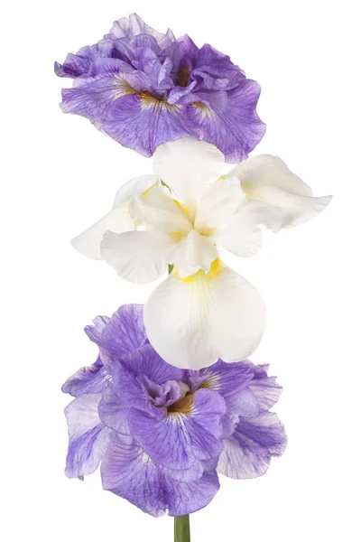 Irys kwiaty na białym tle — Zdjęcie stockowe