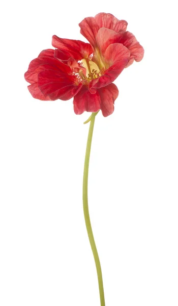 Fiore di nasturzio isolato — Foto Stock