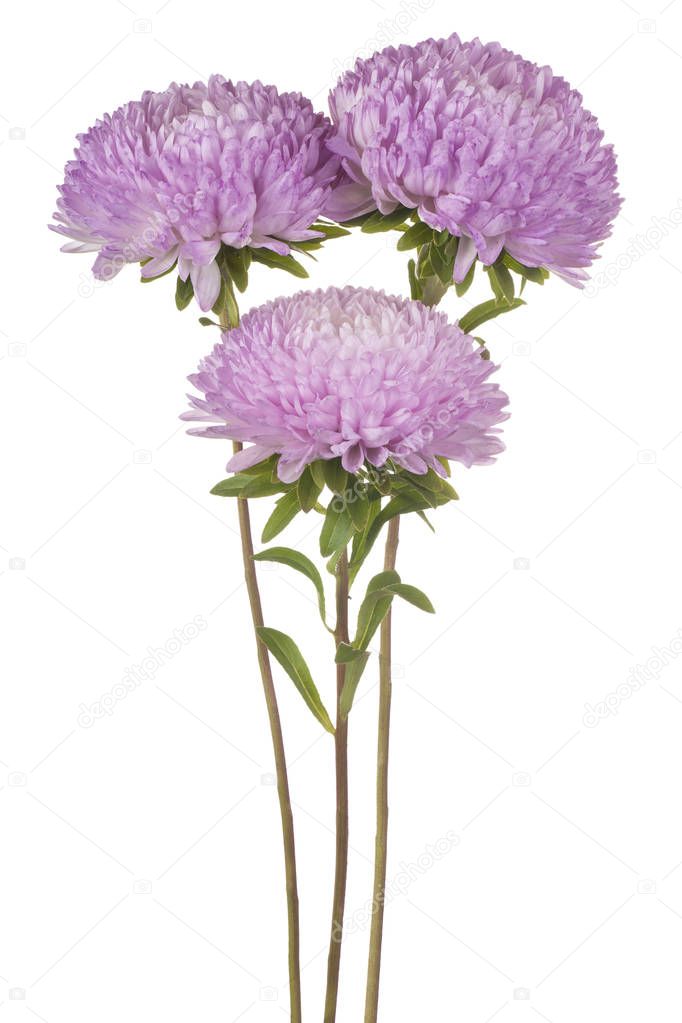 china aster flowers