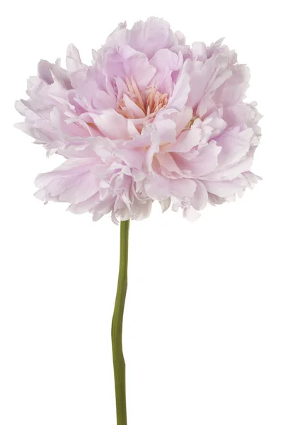 Peony flower isolated — Stock Photo, Image