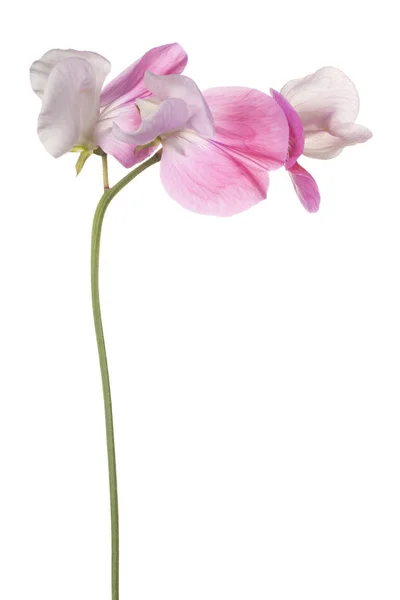 Fleur de pois doux isolé — Photo