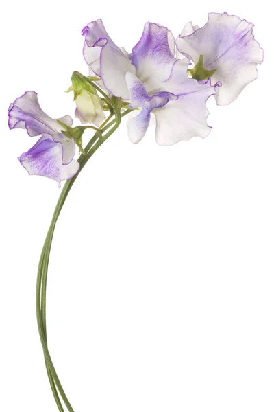 Sweet pea bloem geïsoleerd — Stockfoto